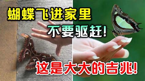 黃色蝴蝶飛進家裡|【家中飛來蝴蝶】家中突飛來蝴蝶？超神準吉兆特輯！飛進哪個區。